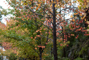 Autumn landscape