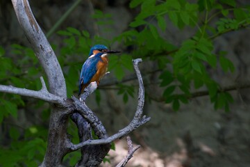 Kingfisher on a branch