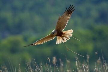 Western marsh harrier in the sky  (male)