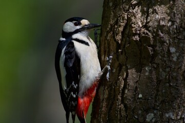 Woodpecker in a closeup