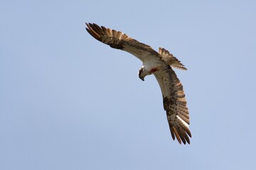 Osprey in the sky