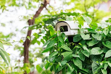 Spy White Camera in the Shrub, Closeup