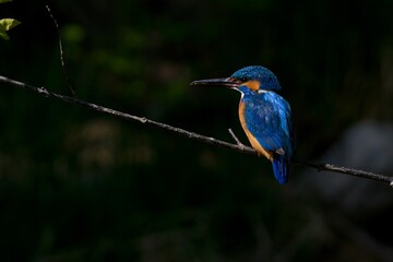 Kingfisher on a branch