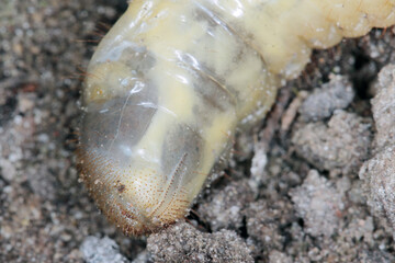 The larva of the May beetle Common Cockchafer or May Bug (Melolontha melolontha). Grubs are important pest of plants.