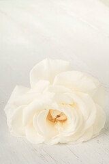 white rose on a wooden table with copy space