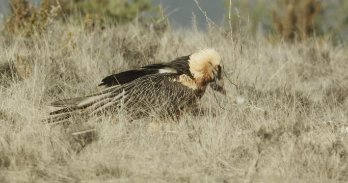 Quebrantahuesos (Gypaetus barbatus)