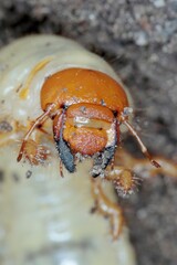 The larva of the May beetle Common Cockchafer or May Bug (Melolontha melolontha).