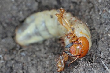 The larva of the May beetle Common Cockchafer or May Bug (Melolontha melolontha).