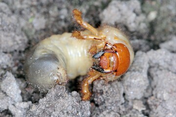 The larva of the May beetle Common Cockchafer or May Bug (Melolontha melolontha).