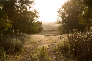 Dog walking with the sunset in the middle of the field.