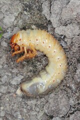 The larva of the May beetle Common Cockchafer or May Bug (Melolontha melolontha).