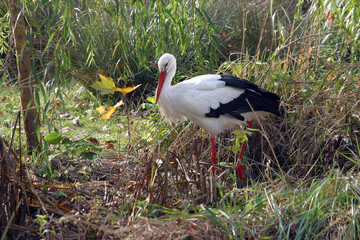 The stork is looking for food in the field
