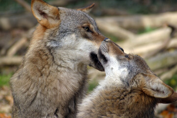 The wolf plays and poses in autumn colors at the Zagreb Zoo, Croatia