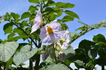 Potato flowers