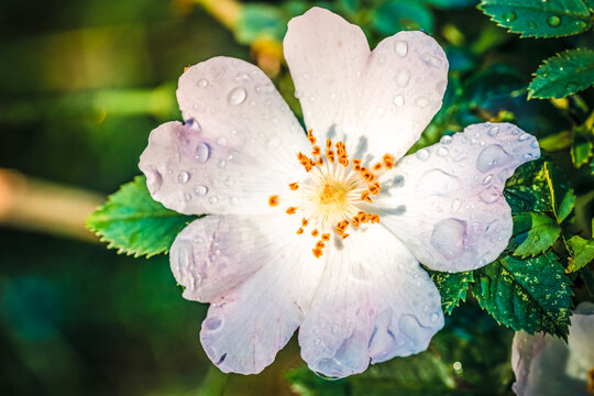 Macro photo of Cherokee rose (rosa laevigata)