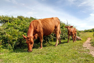 Cow and calf grazing on pasture land - UK