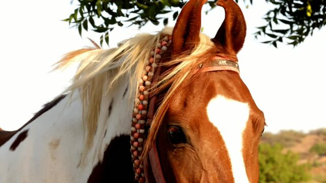 Eye of horse with mane in nature,Horse face closeup,horse hair and eyes,half of horse head, selective focus without noise,arabian horse