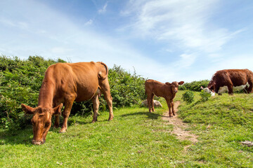 Naklejka premium Cows grazing next to her calf