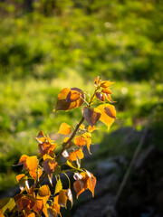 small branch with green background