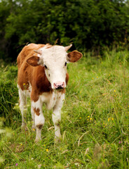 Naklejka na ściany i meble Cute calf posing on the meadow. Slovak village landscape. Organic farming animals free and happy outdoors on the grass field.