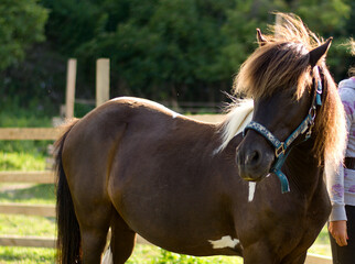 Cute pony  portrait in the sunset. Sun touching horse hair, halter, wooden fence, farm, village