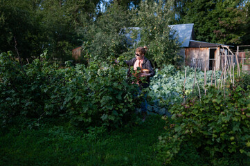 Naklejka na ściany i meble The positive woman with basket in her hand is picking blackcurrant berries from bushes against the background of a village shed. The summer work in the garden. Organic farming and healthy nutrition