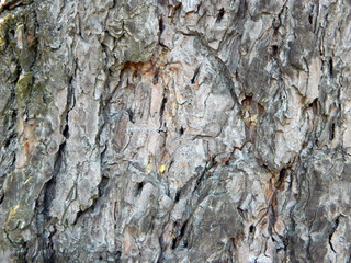old tree bark as background