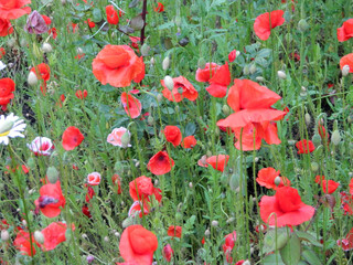 Obraz premium wildflowers after rain in summer