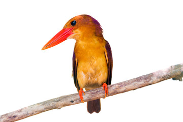 ruddy kingfisher (Halcyon coromanda) isolate on white background.