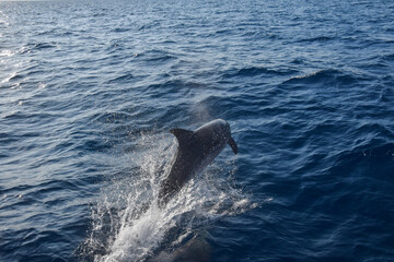 Naklejka premium Wild bottlenose dolphin jumps out of the water