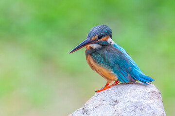 The Common Kingfisher (Alcedo atthis),Eurasian Kingfisher or river Kingfisher.