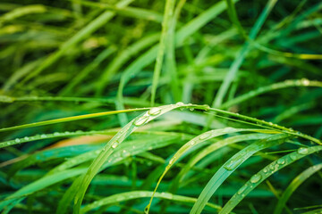 grass with water drops close up