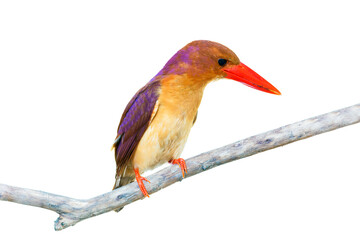 ruddy kingfisher (Halcyon coromanda) isolate on white background.