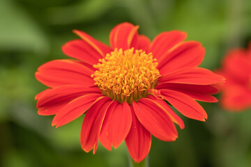 Selective focus Youth-and-age flower.(Zinnia elegans) 