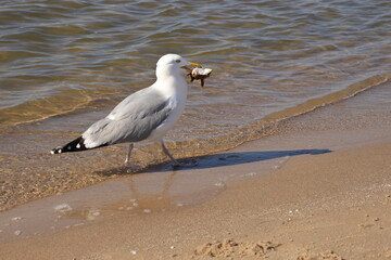 eine Möwe mit Fisch im Schnabel geht am Strand entlang