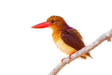 ruddy kingfisher (Halcyon coromanda) isolate on white background.