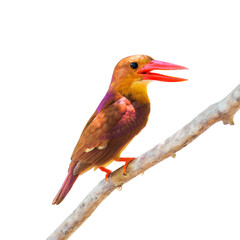 ruddy kingfisher (Halcyon coromanda) isolate on white background.