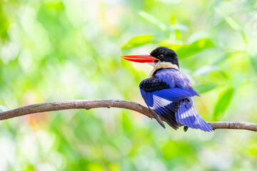 The black-capped kingfisher (Halcyon pileata)