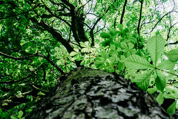 view of the chestnut tree from below, green leaves
