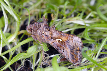 The Silver Y (Autographa gamma) is a migratory moth of the family Noctuidae. Caterpillars of this owlet moths are pests more than 200 different species of plants including crops.