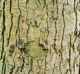 tree bark close up
