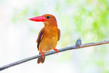 ruddy kingfisher (Halcyon coromanda)