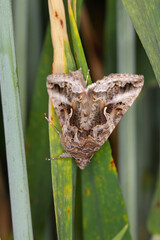 The Silver Y (Autographa gamma) is a migratory moth of the family Noctuidae. Caterpillars of this owlet moths are pests more than 200 different species of plants including crops.