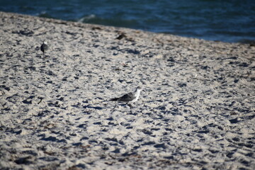 beach bird in the sand