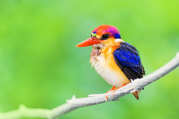The Oriental dwarf kingfisher (Ceyx erithaca), black-backed kingfisher or three-toed kingfisher