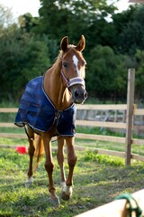 Redhead mare horse with blue blanket in the wooden fence. Champion sport horse chill with halter.