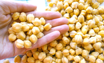 Close-up of chickpeas, on the palm of a girl, on a white towel. A handful of chickpeas. Illuminated by light. The benefits or harms of chickpeas. High Carbohydrate Protein