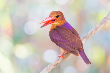 ruddy kingfisher (Halcyon coromanda)