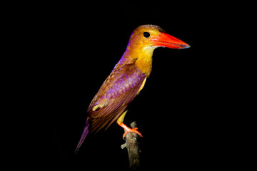 ruddy kingfisher (Halcyon coromanda)