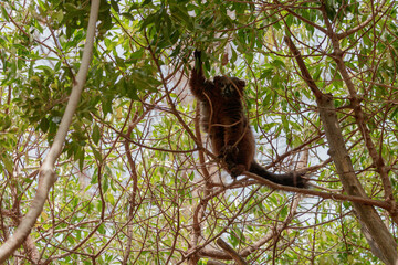 Mongoose lemur in a tree looking at the camera long shot